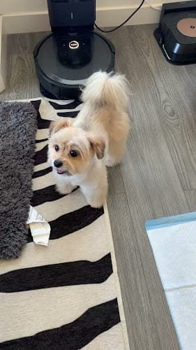 Dog Grooming Happy Dog Grooming Ontario