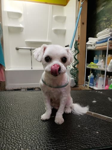 Dog Grooming Happy Dog Grooming Victorville