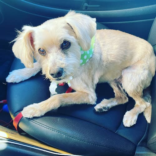 Dog Grooming Happy Dogs Grooming Huntington Beach