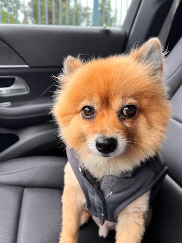 Dog Grooming Happy Dogs Grooming Simi Valley