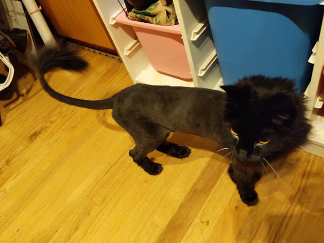 Dog Grooming Happy Feet Cat Grooming LLC Gresham