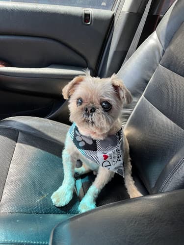 Dog Grooming Happy Paws Grooming Pasadena
