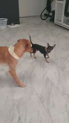 Dog Grooming Happy Pawz Pet Grooming Stockton