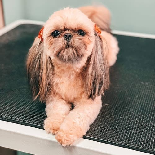 Dog Grooming Happy Pooch Styling & Spa Beaverton