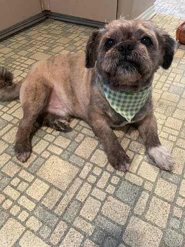 Dog Grooming Happy Puppy Grooming West Covina