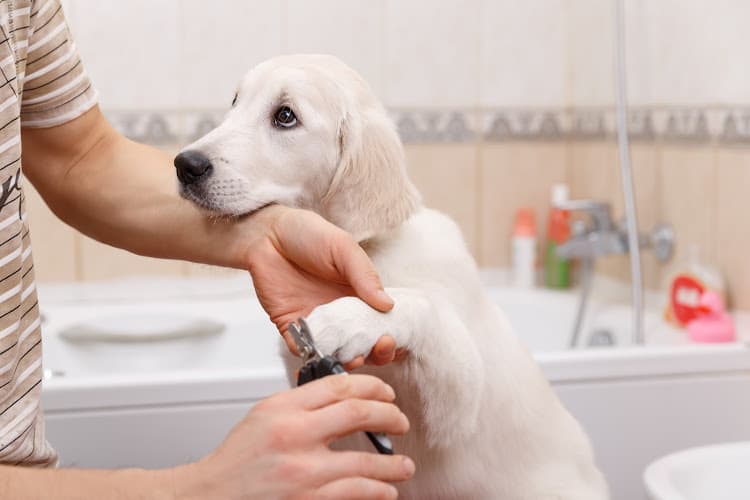 Dog Grooming Happy Spa Dogs Mobile Grooming Mission Viejo