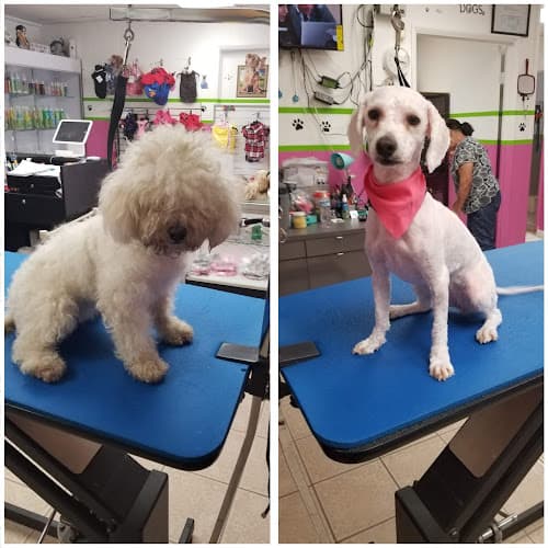 Dog Grooming Happy Tails Dog Grooming Carson