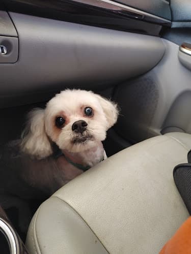 Dog Grooming HAPPY TAILS DOG GROOMING Chula Vista