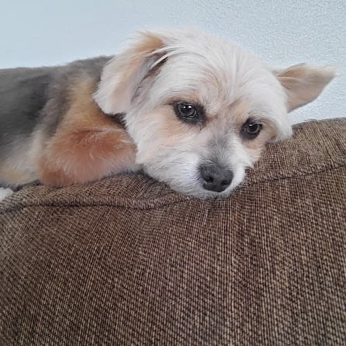 Dog Grooming Head To Tail Pet Grooming Hesperia