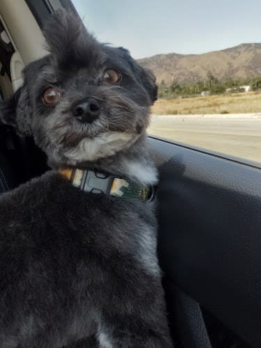 Dog Grooming Head To Tail Pet Grooming Moreno Valley