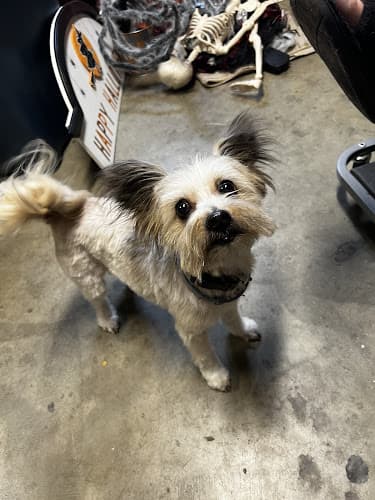 Dog Grooming Head’s & Tails Grooming Gresham