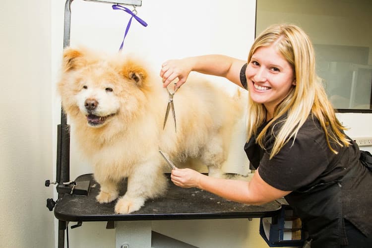 Dog Grooming Healthy Pet Hospital and Grooming Orange