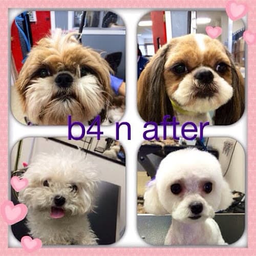 Dog Grooming Heart 2 Heart Grooming Simi Valley