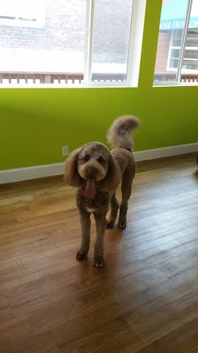 Dog Grooming Heather's Finest Dog and Cat Grooming Portland