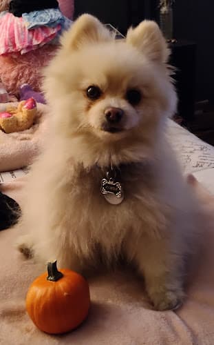 Dog Grooming Heathers Little House of Grooming Ventura