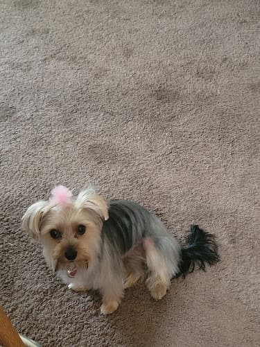 Dog Grooming Heavenly Dog Groomers Jurupa Valley