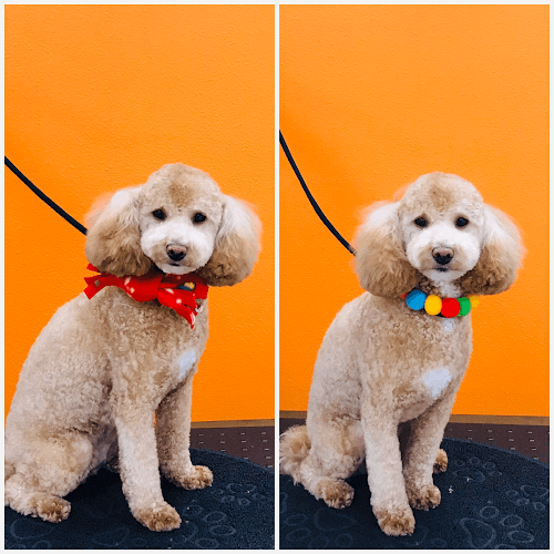 Dog Grooming Hello! Kim's Grooming Norwalk