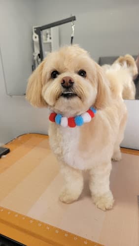 Dog Grooming Hey Gorgeous Grooming Mission Viejo