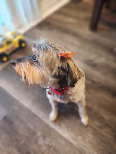 Dog Grooming Holiday Pet Grooming Rialto