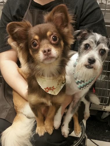 Dog Grooming Holly's pet grooming Fairfield