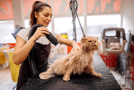 Dog Grooming Home Pet Grooming Jurupa Valley