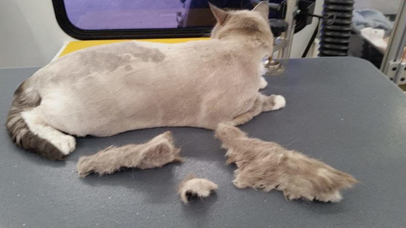 Dog Grooming Hooked On A Feline Mobile Cat Grooming Spokane Valley