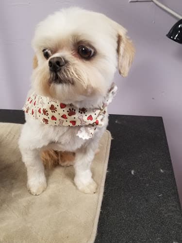 Dog Grooming Hopesong's Grooming Room Spokane