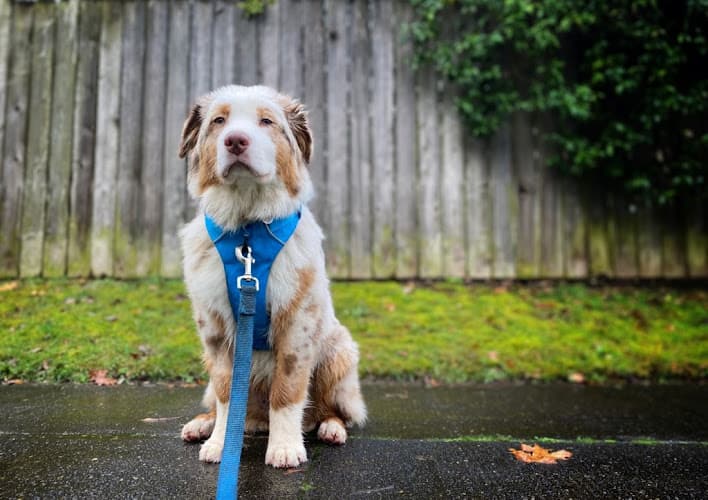 Dog Grooming Hot Diggity! Dog Walking + Pet Sitting Portland
