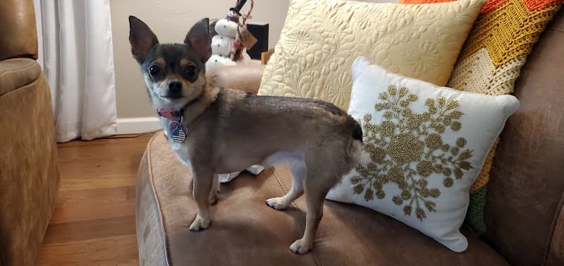 Dog Grooming Hot Dogz Grooming Salon & Self Modesto