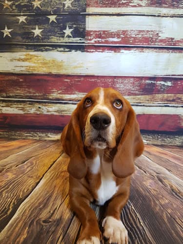 Dog Grooming Hound lounge grooming Bellingham