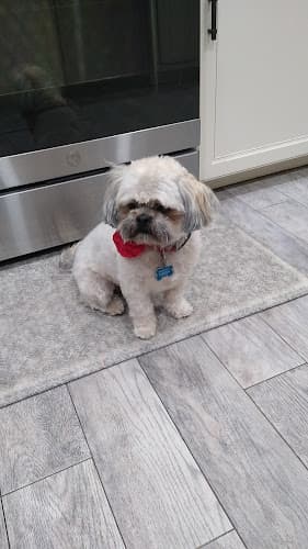 Dog Grooming House of Paws Grooming Hesperia