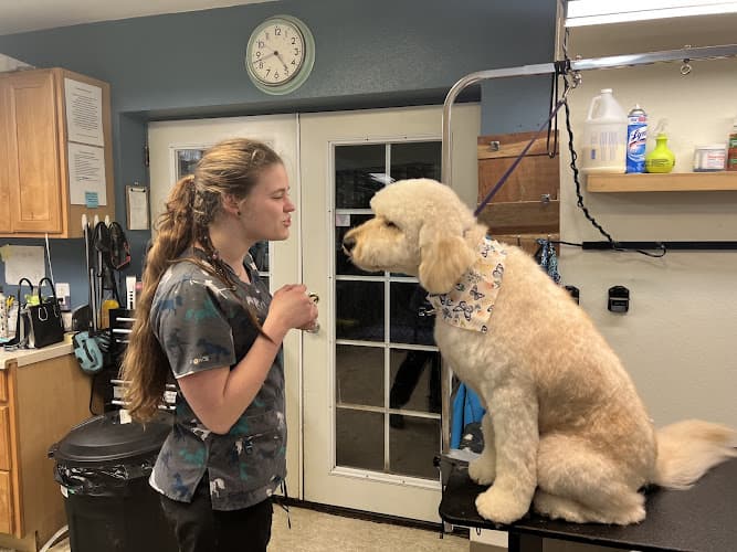 Dog Grooming Howllywood Pet Grooming & Boarding Federal Way