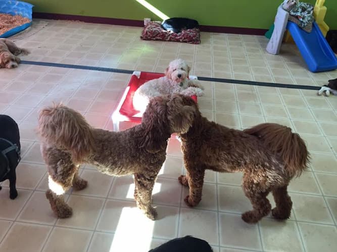 Dog Grooming Hug-A-Bubba's Doggie Daycare & Grooming Portland