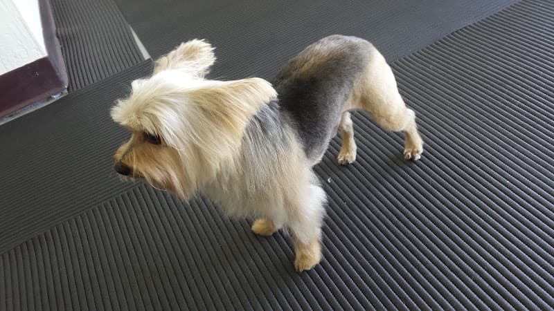 Dog Grooming Imelda's Pet Grooming San Jose