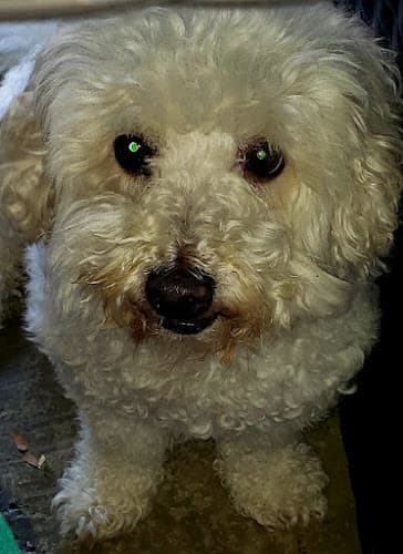 Dog Grooming ipetgrooming Pomona