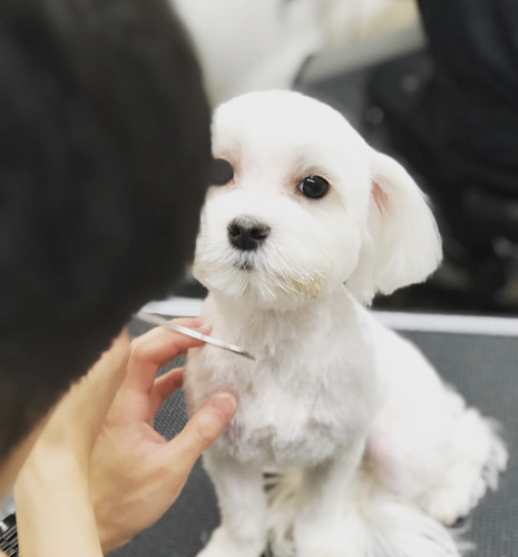 Dog Grooming Ironmaya Pet Grooming Pomona