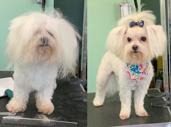 Dog Grooming Isela's pet grooming Norwalk