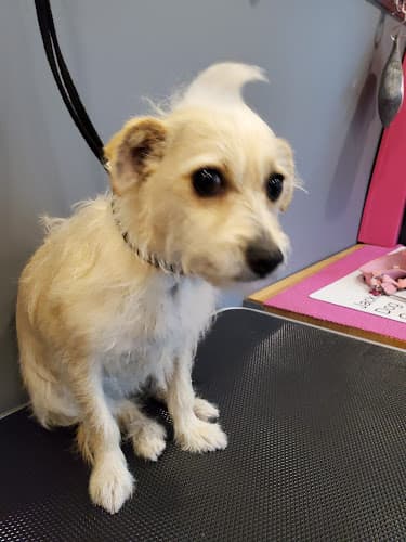 Dog Grooming Jackie's mobile dog grooming Mission Viejo