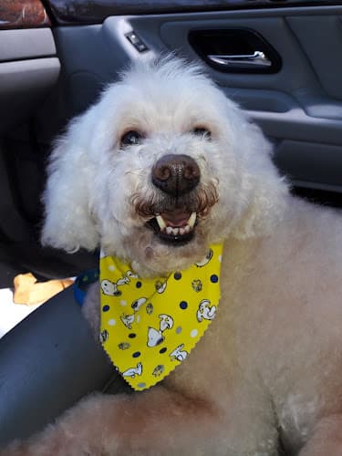 Dog Grooming Jackie's Pet Grooming Roseville