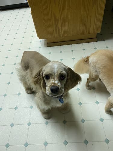 Dog Grooming Jan's Dog Grooming Beaverton