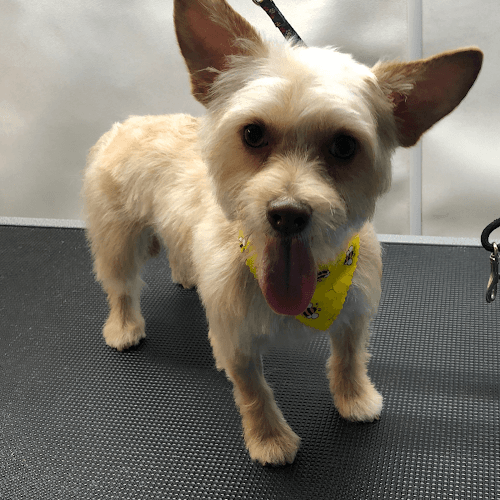 Dog Grooming Jens Pooch Styles Mobile Grooming Palmdale