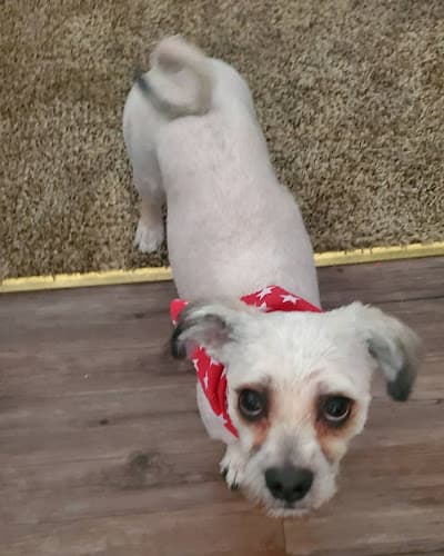 Dog Grooming Joe Dog Grooming Simi Valley