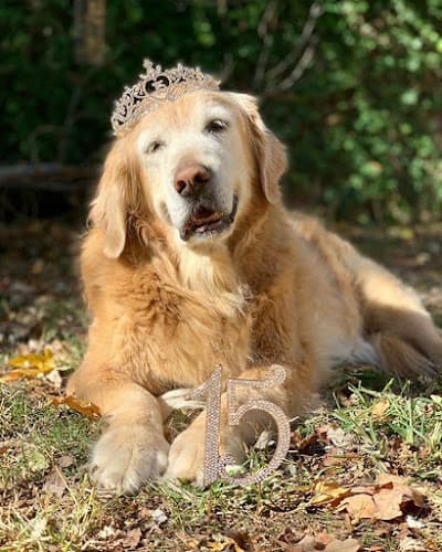 Dog Grooming Joy Dog Grooming Los Angeles