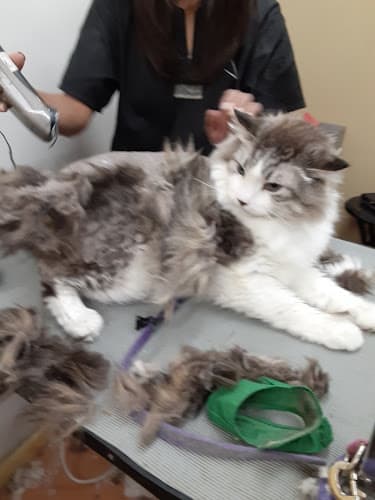 Dog Grooming Joyce's Grooming Studio Burbank