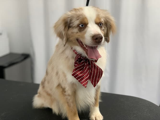 Dog Grooming Juan's Groom Room Elk Grove