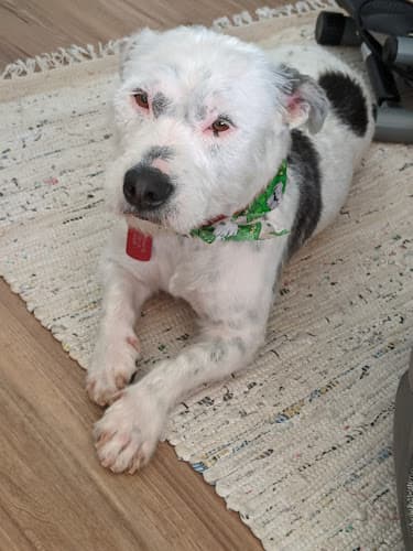 Dog Grooming Julie's Pet Grooming and Boarding Mission Viejo