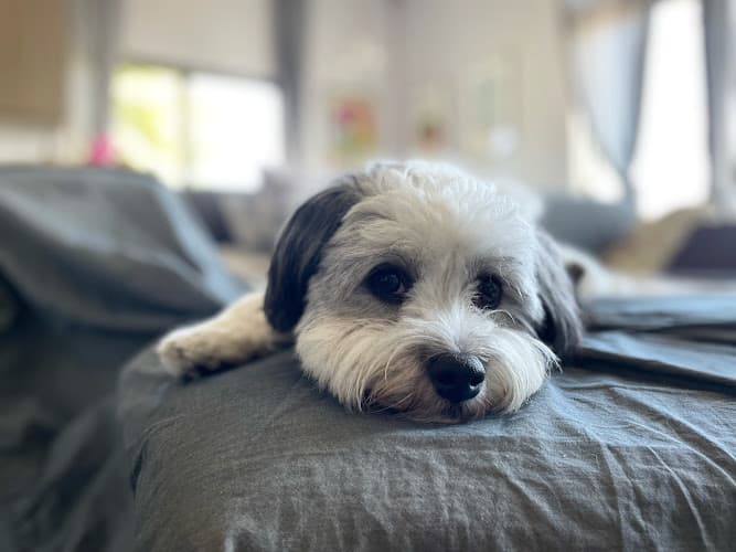 Dog Grooming Just Around The Corner, Dog Grooming & Boutique Seattle