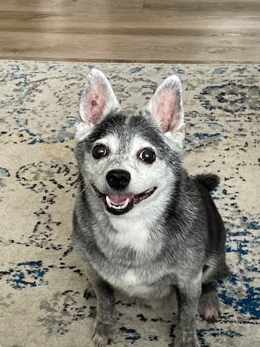 Dog Grooming Just Like Magic Pet Grooming Roseville