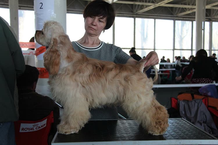 Dog Grooming K-9 Animal Grooming South Gate