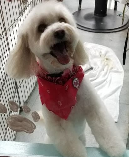 Dog Grooming K M Dog Grooming Chula Vista